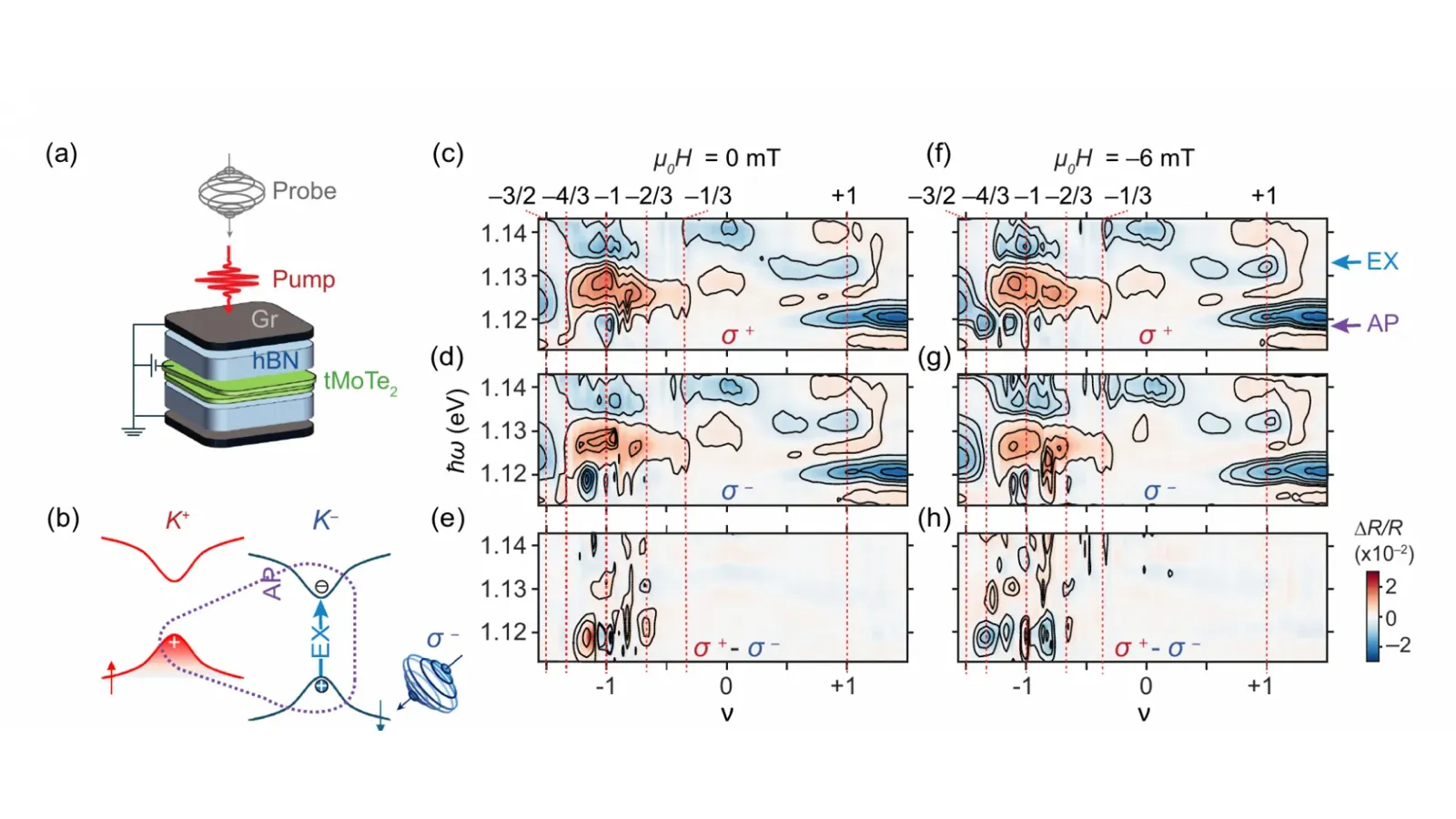 Pump-probe spectroscopy of twisted MoTe₂ and polarization-resolved optical maps at fractional fillings