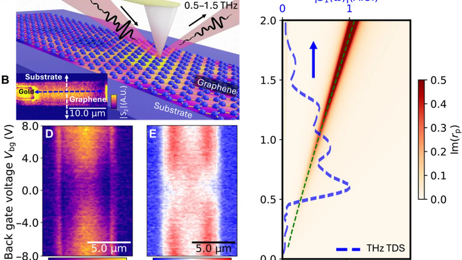 Nano-terahertz measurements of collective electronic response in a Dirac fluid