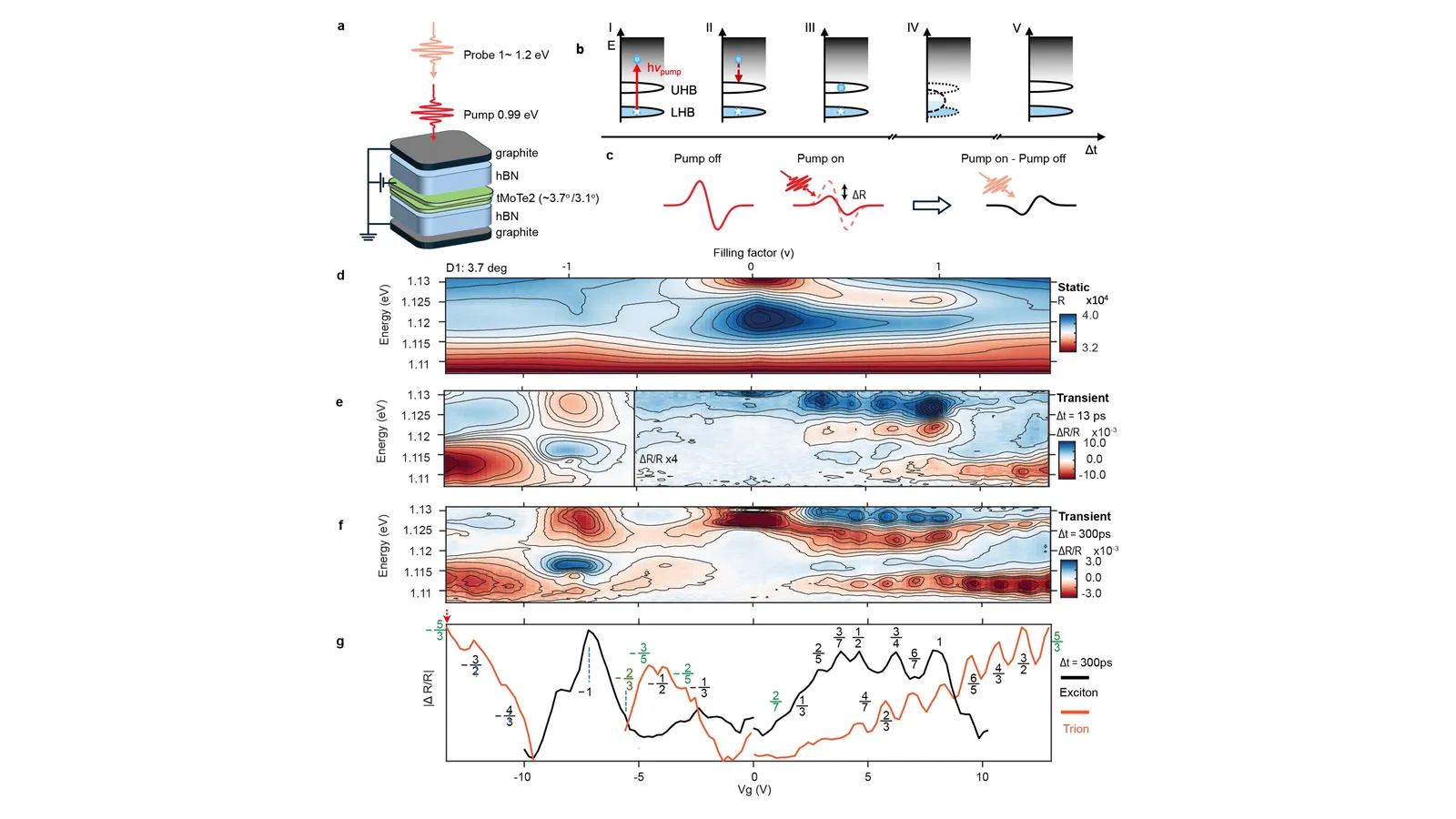 Optical response and hidden-state dynamics at fractional fillings in twisted MoTe2
