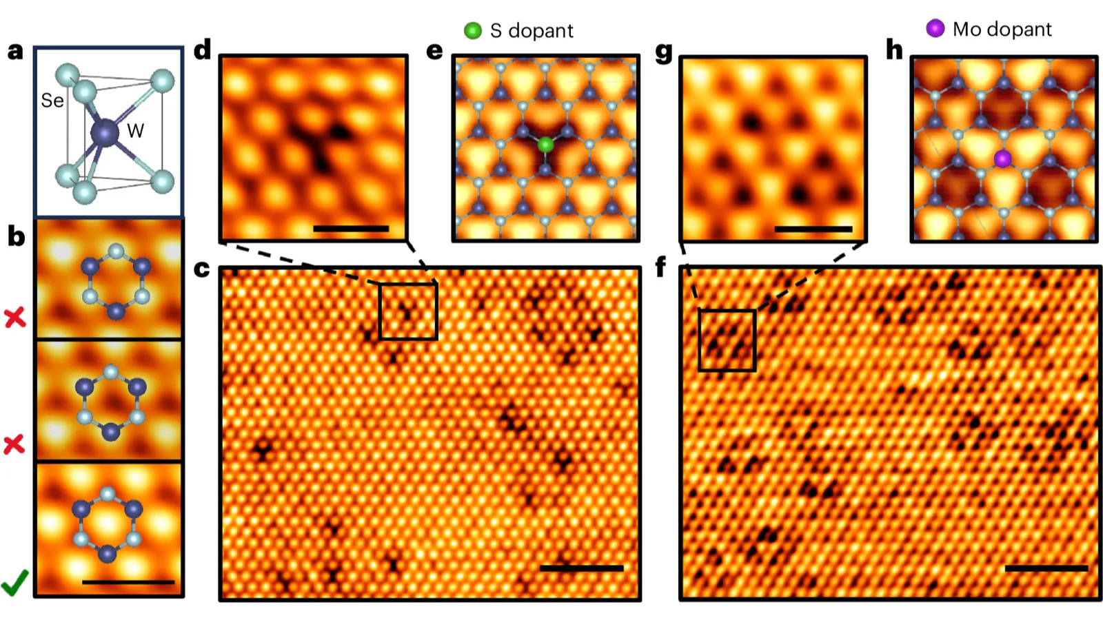 Real-space imaging of orbital texture and band topology in transition-metal dichalcogenides