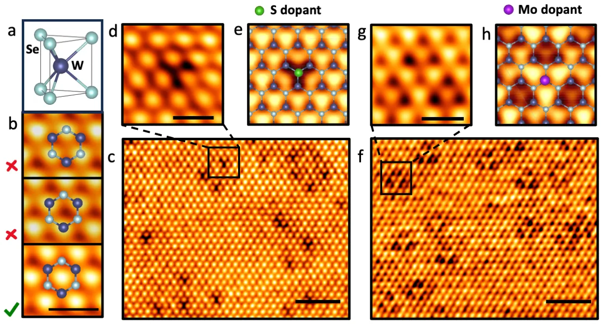 Scanning tunnelling microscopy images resolving substitutional dopants and the atomic lattice in a transition-metal dichalcogenide
