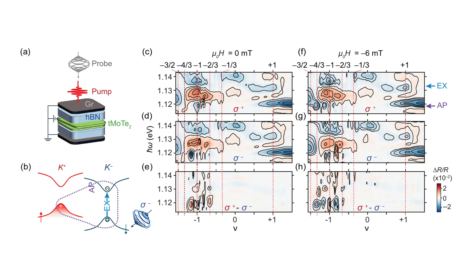 Pump-probe spectroscopy of twisted MoTe2 and polarization-resolved optical maps at fractional fillings